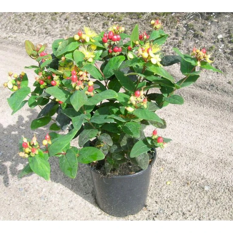 Perikon 'Miracle Attraction' Hypericum Inodorum 'Miracle Attraction' 3,5 Liter Potte 3 Perikon 'Miracle Attraction' Hypericum Inodorum 'Miracle Attraction' 3,5 Liter Potte