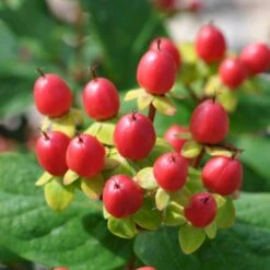 Perikon 'Miracle Attraction' Hypericum Inodorum 'Miracle Attraction' 3,5 Liter Potte 7 Perikon 'Miracle Attraction' Hypericum Inodorum 'Miracle Attraction' 3,5 Liter Potte -Osmoz Naturens Butik p5123 47369 hypericum inodorum miracle attraction 92c4