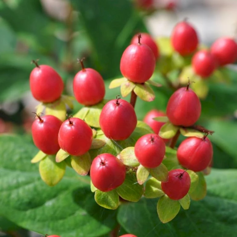 Perikon 'Miracle Attraction' Hypericum Inodorum 'Miracle Attraction' 3,5 Liter Potte 5 Perikon 'Miracle Attraction' Hypericum Inodorum 'Miracle Attraction' 3,5 Liter Potte - Billede 3