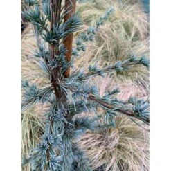 Libanon Ceder 'Glauca' Cedrus Libani 'Glauca' Potte 3,0 Liter,- 80-100 Cm. -Osmoz Naturens Butik p512 36872 cedrus atlantica glauca 2c20