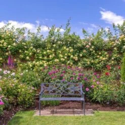 'The Pilgrim' Rosa X 'The Pilgrim' (Engelsk Rose) A-Kvalitet,- Barrods Roser Min. 3 Grene 23 'The Pilgrim' Rosa X 'The Pilgrim' (Engelsk Rose) A-Kvalitet,- Barrods Roser Min. 3 Grene -Osmoz Naturens Butik p5135 53197 rosa x the pilgrim engelsk rose 0445