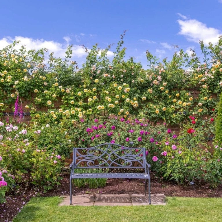 'The Pilgrim' Rosa X 'The Pilgrim' (Engelsk Rose) A-Kvalitet,- Barrods Roser Min. 3 Grene 6 'The Pilgrim' Rosa X 'The Pilgrim' (Engelsk Rose) A-Kvalitet,- Barrods Roser Min. 3 Grene - Billede 4