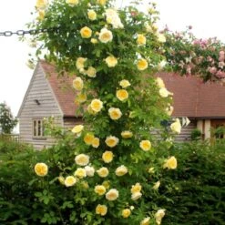 'The Pilgrim' Rosa X 'The Pilgrim' (Engelsk Rose) A-Kvalitet,- Barrods Roser Min. 3 Grene 24 'The Pilgrim' Rosa X 'The Pilgrim' (Engelsk Rose) A-Kvalitet,- Barrods Roser Min. 3 Grene -Osmoz Naturens Butik p5135 53198 rosa x the pilgrim engelsk rose ea44