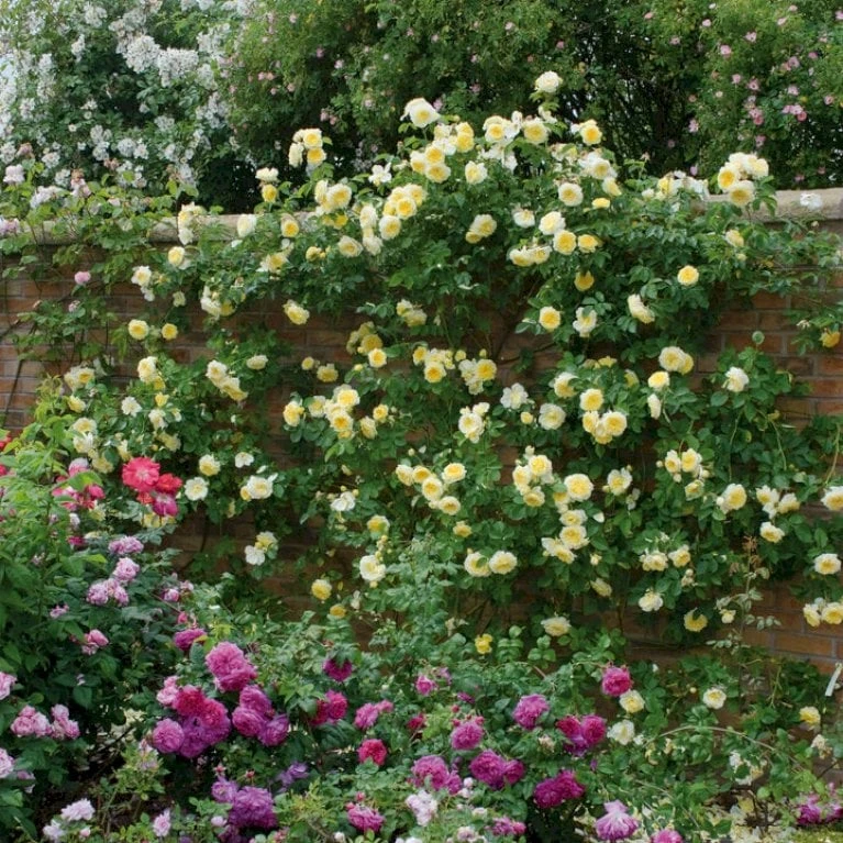 'The Pilgrim' Rosa X 'The Pilgrim' (Engelsk Rose) A-Kvalitet,- Barrods Roser Min. 3 Grene 8 'The Pilgrim' Rosa X 'The Pilgrim' (Engelsk Rose) A-Kvalitet,- Barrods Roser Min. 3 Grene - Billede 6