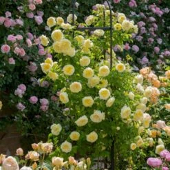 'The Pilgrim' Rosa X 'The Pilgrim' (Engelsk Rose) A-Kvalitet,- Barrods Roser Min. 3 Grene 26 'The Pilgrim' Rosa X 'The Pilgrim' (Engelsk Rose) A-Kvalitet,- Barrods Roser Min. 3 Grene -Osmoz Naturens Butik p5135 53200 rosa x the pilgrim engelsk rose d903