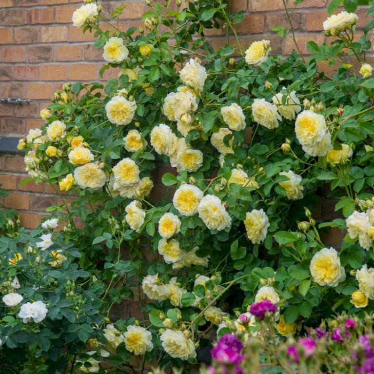 'The Pilgrim' Rosa X 'The Pilgrim' (Engelsk Rose) A-Kvalitet,- Barrods Roser Min. 3 Grene 10 'The Pilgrim' Rosa X 'The Pilgrim' (Engelsk Rose) A-Kvalitet,- Barrods Roser Min. 3 Grene - Billede 8