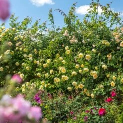 'The Pilgrim' Rosa X 'The Pilgrim' (Engelsk Rose) A-Kvalitet,- Barrods Roser Min. 3 Grene 31 'The Pilgrim' Rosa X 'The Pilgrim' (Engelsk Rose) A-Kvalitet,- Barrods Roser Min. 3 Grene -Osmoz Naturens Butik p5135 53205 rosa x the pilgrim engelsk rose e7d7