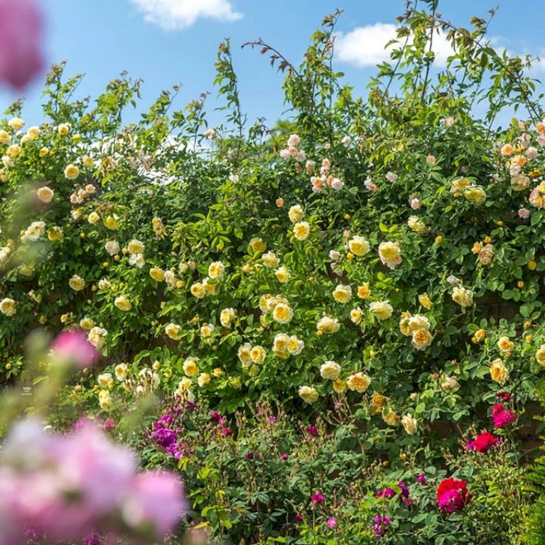 'The Pilgrim' Rosa X 'The Pilgrim' (Engelsk Rose) A-Kvalitet,- Barrods Roser Min. 3 Grene 14 'The Pilgrim' Rosa X 'The Pilgrim' (Engelsk Rose) A-Kvalitet,- Barrods Roser Min. 3 Grene - Billede 12