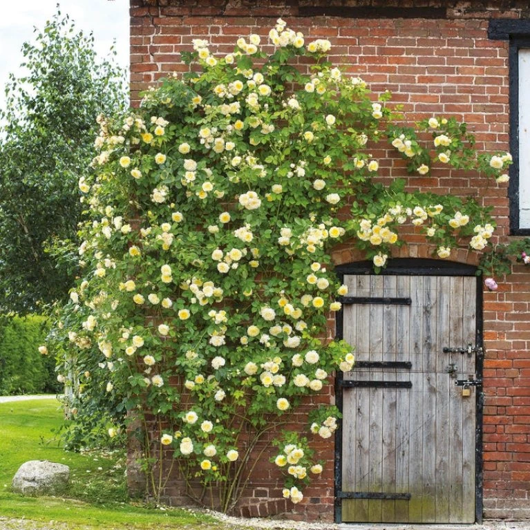 'The Pilgrim' Rosa X 'The Pilgrim' (Engelsk Rose) A-Kvalitet,- Barrods Roser Min. 3 Grene 15 'The Pilgrim' Rosa X 'The Pilgrim' (Engelsk Rose) A-Kvalitet,- Barrods Roser Min. 3 Grene - Billede 13