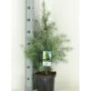 Himalaya Ceder Cedrus Deodara Potte 3,0 Liter,- 40-60 Cm. -Osmoz Naturens Butik p513 11423 cedrus deodara 20c6
