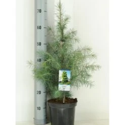 Himalaya Ceder Cedrus Deodara Potte 3,0 Liter,- 40-60 Cm.