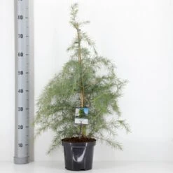 Himalaya Ceder Cedrus Deodara Potte 3,0 Liter,- 40-60 Cm. -Osmoz Naturens Butik p513 33417 cedrus deodara 746a