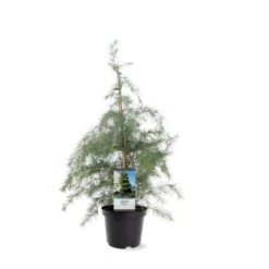 Himalaya Ceder Cedrus Deodara Potte 3,0 Liter,- 40-60 Cm. -Osmoz Naturens Butik p513 39518 image 759f