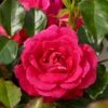 'Avila'™ Rosa X 'Avila'™ (Slotsrose) A-Kvalitet,- Barrods Roser Min. 3 Grene -Osmoz Naturens Butik p5158 51881 rosa x avila slotsrose 7ea6