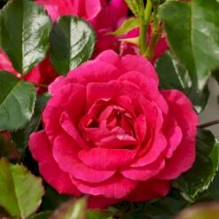 'Avila'™ Rosa X 'Avila'™ (Slotsrose) A-Kvalitet,- Barrods Roser Min. 3 Grene