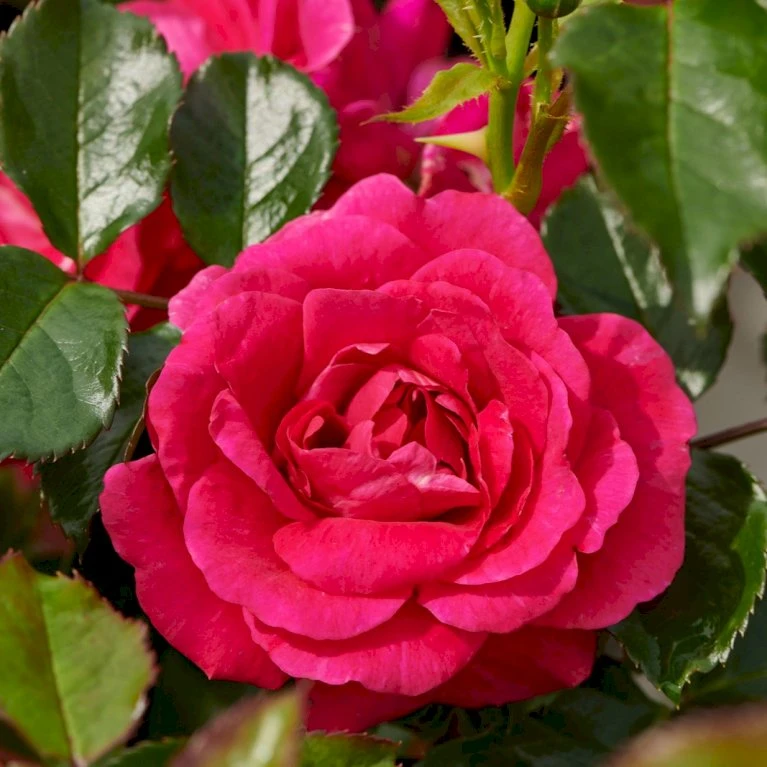 'Avila'™ Rosa X 'Avila'™ (Slotsrose) A-Kvalitet,- Barrods Roser Min. 3 Grene 3 'Avila'™ Rosa X 'Avila'™ (Slotsrose) A-Kvalitet,- Barrods Roser Min. 3 Grene