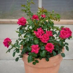 'Avila'™ Rosa X 'Avila'™ (Slotsrose) A-Kvalitet,- Barrods Roser Min. 3 Grene 9 'Avila'™ Rosa X 'Avila'™ (Slotsrose) A-Kvalitet,- Barrods Roser Min. 3 Grene -Osmoz Naturens Butik p5158 51882 rosa x avila slotsrose 515d