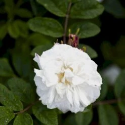 Rynket Rose 'Louise Bugnet' Rosa Rugosa 'Louise Bugnet' A-Kvalitet,- Barrods Roser Min. 3 Grene
