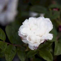 Rynket Rose 'Louise Bugnet' Rosa Rugosa 'Louise Bugnet' A-Kvalitet,- Barrods Roser Min. 3 Grene -Osmoz Naturens Butik p5234 52276 rosa rugosa louise bugnet 514f