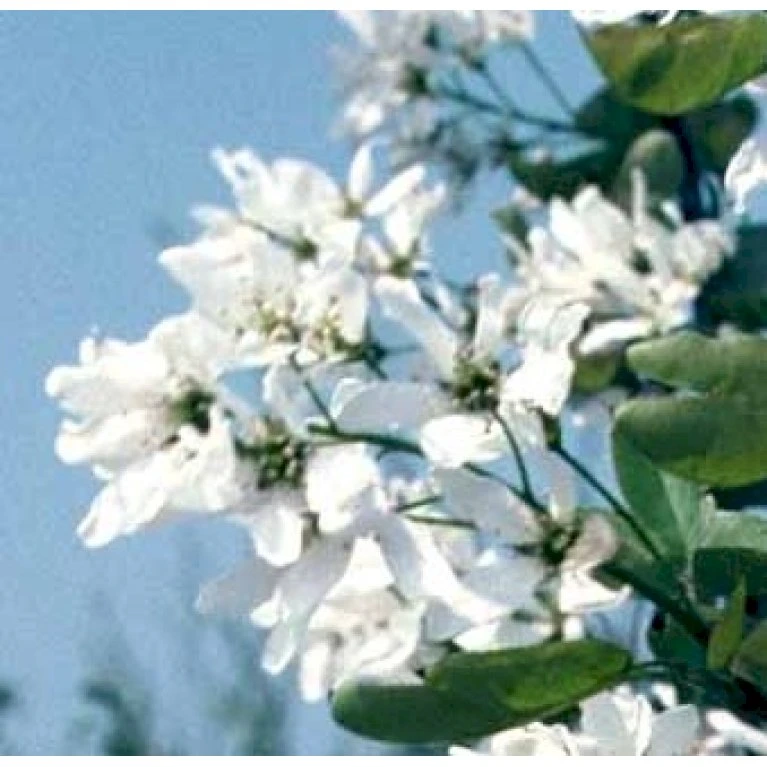 Rundbladet Bærmispel Amelanchier Rotundifolia Potte 7,5 Liter 125-150 Cm. 3 Rundbladet Bærmispel Amelanchier Rotundifolia Potte 7,5 Liter 125-150 Cm.