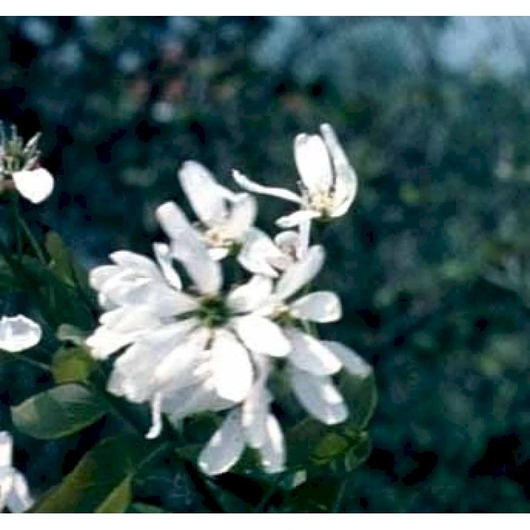 Rundbladet Bærmispel Amelanchier Rotundifolia Potte 7,5 Liter 125-150 Cm. 5 Rundbladet Bærmispel Amelanchier Rotundifolia Potte 7,5 Liter 125-150 Cm. - Billede 3