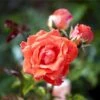 'Prinsesse Marie' Rosa X 'Prinsesse Marie' (Storblomstrende) A-Kvalitet,- Barrods Roser Min. 3 Grene -Osmoz Naturens Butik p5265 51361 rosa x prinsesse marie storblomstrende e673