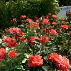 'Prinsesse Marie' Rosa X 'Prinsesse Marie' (Storblomstrende) A-Kvalitet,- Barrods Roser Min. 3 Grene -Osmoz Naturens Butik p5265 51363 rosa x prinsesse marie storblomstrende 237e