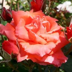 'Prinsesse Marie' Rosa X 'Prinsesse Marie' (Storblomstrende) A-Kvalitet,- Barrods Roser Min. 3 Grene -Osmoz Naturens Butik p5265 51364 rosa x prinsesse marie storblomstrende e0ff