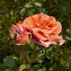 'Prinsesse Marie' Rosa X 'Prinsesse Marie' (Storblomstrende) A-Kvalitet,- Barrods Roser Min. 3 Grene -Osmoz Naturens Butik p5265 51365 rosa x prinsesse marie storblomstrende d85f