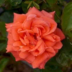 'Prinsesse Marie' Rosa X 'Prinsesse Marie' (Storblomstrende) A-Kvalitet,- Barrods Roser Min. 3 Grene -Osmoz Naturens Butik p5265 51366 rosa x prinsesse marie storblomstrende 9cc1