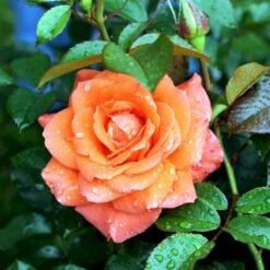 'Prinsesse Marie' Rosa X 'Prinsesse Marie' (Storblomstrende) A-Kvalitet,- Barrods Roser Min. 3 Grene -Osmoz Naturens Butik p5265 51367 rosa x prinsesse marie storblomstrende 78c6