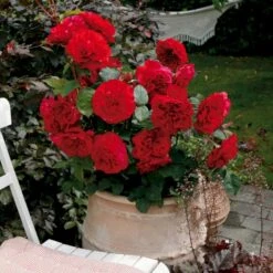 'Look Good Feel Better'™ Rosa X 'Look Good Feel Better'™ (Slotsrose) A-Kvalitet,- Barrods Roser Min. 3 Grene