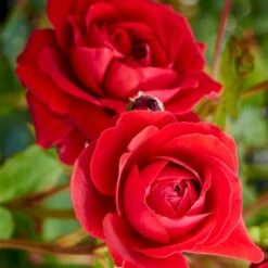 'Look Good Feel Better'™ Rosa X 'Look Good Feel Better'™ (Slotsrose) A-Kvalitet,- Barrods Roser Min. 3 Grene -Osmoz Naturens Butik p5266 51827 rosa x look good feel better slotsrose 45b4