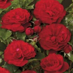 'Look Good Feel Better'™ Rosa X 'Look Good Feel Better'™ (Slotsrose) A-Kvalitet,- Barrods Roser Min. 3 Grene -Osmoz Naturens Butik p5266 51829 rosa x look good feel better slotsrose 55cd
