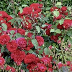 'Look Good Feel Better'™ Rosa X 'Look Good Feel Better'™ (Slotsrose) A-Kvalitet,- Barrods Roser Min. 3 Grene -Osmoz Naturens Butik p5266 51830 rosa x look good feel better slotsrose 30e7