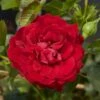 'Grand Award'™ Rosa X 'Grand Award'™ (Slyngrose) A-Kvalitet,- Barrods Roser Min. 3 Grene -Osmoz Naturens Butik p5267 52224 rosa x grand award slyngrose eeaf
