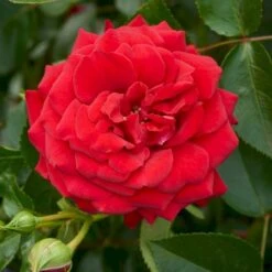 'Grand Award'™ Rosa X 'Grand Award'™ (Slyngrose) A-Kvalitet,- Barrods Roser Min. 3 Grene -Osmoz Naturens Butik p5267 52226 rosa x grand award slyngrose 2ad2