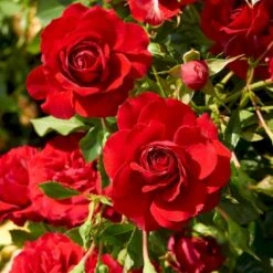 'Grand Award'™ Rosa X 'Grand Award'™ (Slyngrose) A-Kvalitet,- Barrods Roser Min. 3 Grene -Osmoz Naturens Butik p5267 52227 rosa x grand award slyngrose 55f0