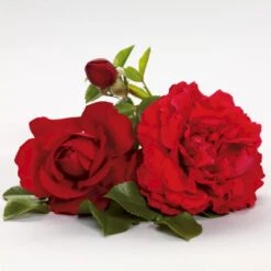 'Grand Award'™ Rosa X 'Grand Award'™ (Slyngrose) A-Kvalitet,- Barrods Roser Min. 3 Grene -Osmoz Naturens Butik p5267 52229 rosa x grand award slyngrose 026f