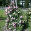 'Mamma Mia'™ Rosa X 'Mamma Mia'™ (Slyngrose) A-Kvalitet,- Barrods Roser Min. 3 Grene -Osmoz Naturens Butik p5268 52237 rosa x mamma mia slyngrose 0933