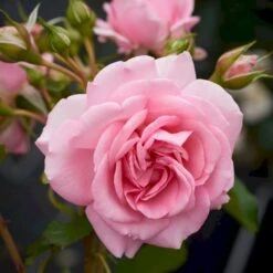 'Mamma Mia'™ Rosa X 'Mamma Mia'™ (Slyngrose) A-Kvalitet,- Barrods Roser Min. 3 Grene 12 'Mamma Mia'™ Rosa X 'Mamma Mia'™ (Slyngrose) A-Kvalitet,- Barrods Roser Min. 3 Grene -Osmoz Naturens Butik p5268 52238 rosa x mamma mia slyngrose 8a72