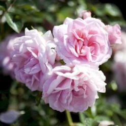 'Mamma Mia'™ Rosa X 'Mamma Mia'™ (Slyngrose) A-Kvalitet,- Barrods Roser Min. 3 Grene 13 'Mamma Mia'™ Rosa X 'Mamma Mia'™ (Slyngrose) A-Kvalitet,- Barrods Roser Min. 3 Grene -Osmoz Naturens Butik p5268 52239 rosa x mamma mia slyngrose d88a