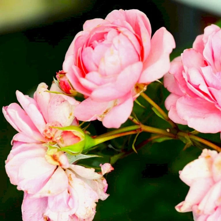 'Mamma Mia'™ Rosa X 'Mamma Mia'™ (Slyngrose) A-Kvalitet,- Barrods Roser Min. 3 Grene 7 'Mamma Mia'™ Rosa X 'Mamma Mia'™ (Slyngrose) A-Kvalitet,- Barrods Roser Min. 3 Grene - Billede 5