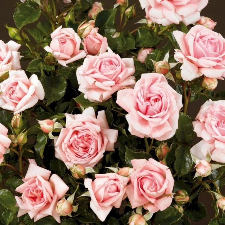'Mamma Mia'™ Rosa X 'Mamma Mia'™ (Slyngrose) A-Kvalitet,- Barrods Roser Min. 3 Grene 8 'Mamma Mia'™ Rosa X 'Mamma Mia'™ (Slyngrose) A-Kvalitet,- Barrods Roser Min. 3 Grene - Billede 6
