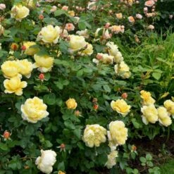 'Charles Darwin'™ Rosa X 'Charles Darwin'™ (Engelsk Rose) A-Kvalitet,- Barrods Roser Min. 3 Grene -Osmoz Naturens Butik p5351 52956 rosa x charles darwin engelsk rose 1381