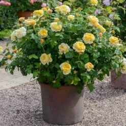 'Charles Darwin'™ Rosa X 'Charles Darwin'™ (Engelsk Rose) A-Kvalitet,- Barrods Roser Min. 3 Grene -Osmoz Naturens Butik p5351 52957 rosa x charles darwin engelsk rose 37e3
