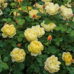 'Charles Darwin'™ Rosa X 'Charles Darwin'™ (Engelsk Rose) A-Kvalitet,- Barrods Roser Min. 3 Grene -Osmoz Naturens Butik p5351 52960 rosa x charles darwin engelsk rose 62bd