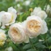 'Claire Austin' Rosa X 'Claire Austin' (Engelsk Rose) A-Kvalitet,- Barrods Roser Min. 3 Grene -Osmoz Naturens Butik p5355 52961 rosa x claire austin engelsk rose aaa9