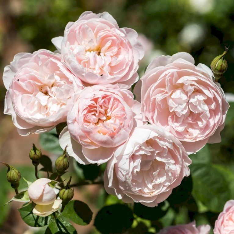 'Gentle Hermione' Rosa X 'Gentle Hermione' (Engelsk Rose) A-Kvalitet,- Barrods Roser Min. 3 Grene 5 'Gentle Hermione' Rosa X 'Gentle Hermione' (Engelsk Rose) A-Kvalitet,- Barrods Roser Min. 3 Grene - Billede 3