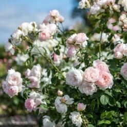 'Gentle Hermione' Rosa X 'Gentle Hermione' (Engelsk Rose) A-Kvalitet,- Barrods Roser Min. 3 Grene 14 'Gentle Hermione' Rosa X 'Gentle Hermione' (Engelsk Rose) A-Kvalitet,- Barrods Roser Min. 3 Grene -Osmoz Naturens Butik p5361 52992 rosa x gentle hermione engelsk rose 4cb6